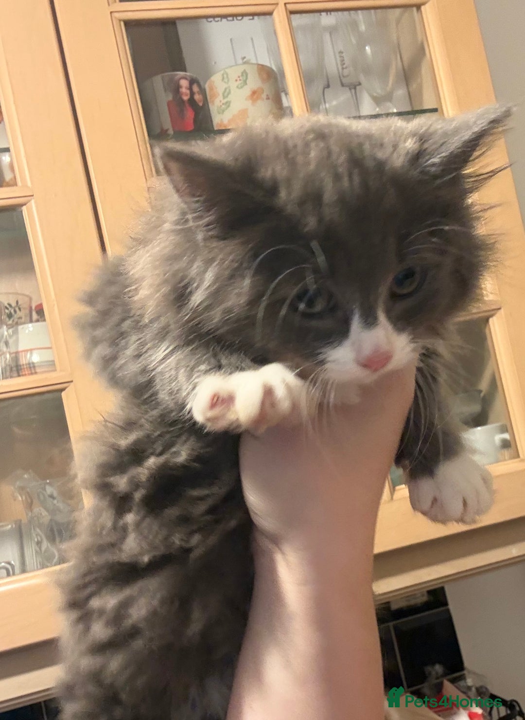 Mixed Breed cats for sale: Fluffy beautiful kitten - Advert 12