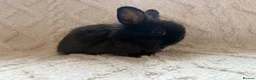 Lionhead rabbits for sale: Lionhead bunnies  - Advert 8