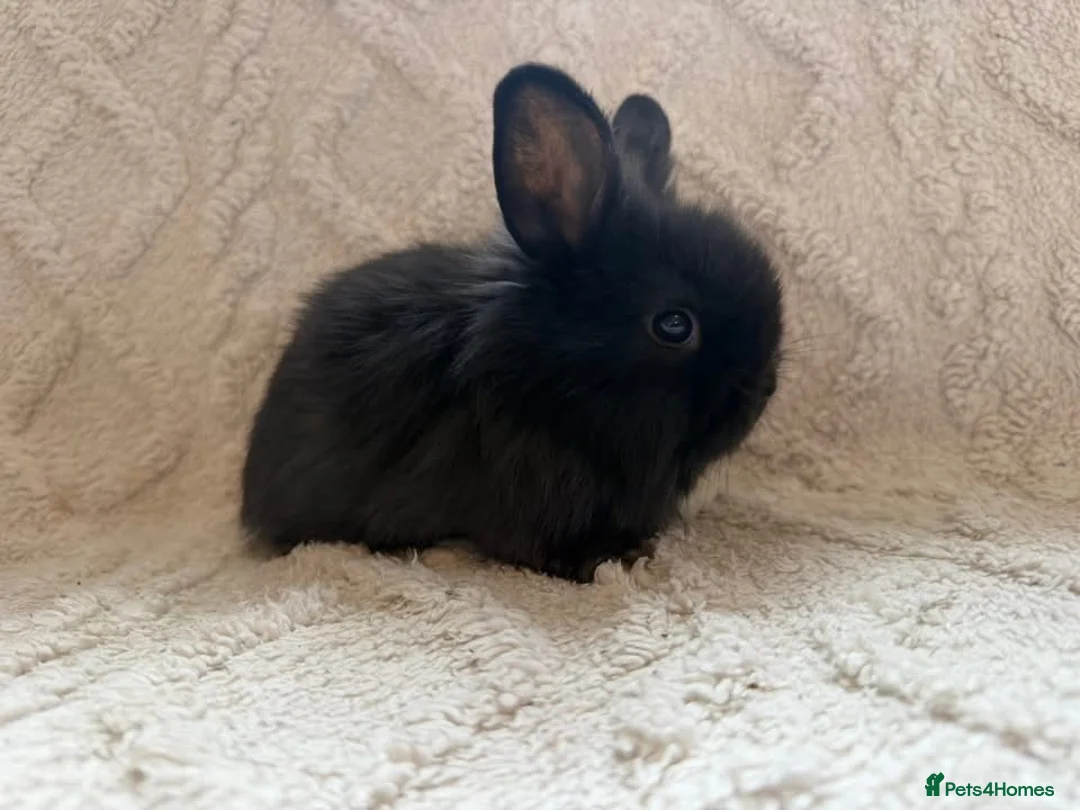 Lionhead rabbits for sale: Lionhead bunnies  - Advert 8