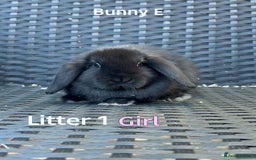 Mini Lop rabbits for sale: Baby mini lops for sale - Image 5