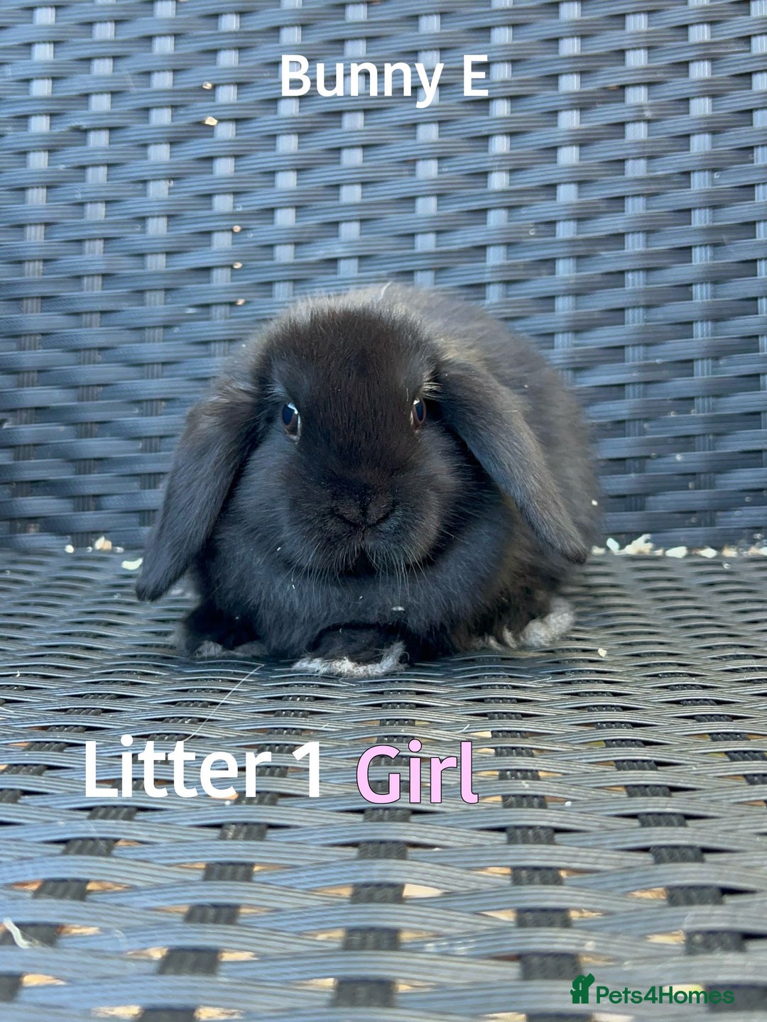 Mini Lop rabbits for sale: Baby mini lops for sale - Image 5