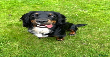 Cocker Spaniel dogs - Advert 7