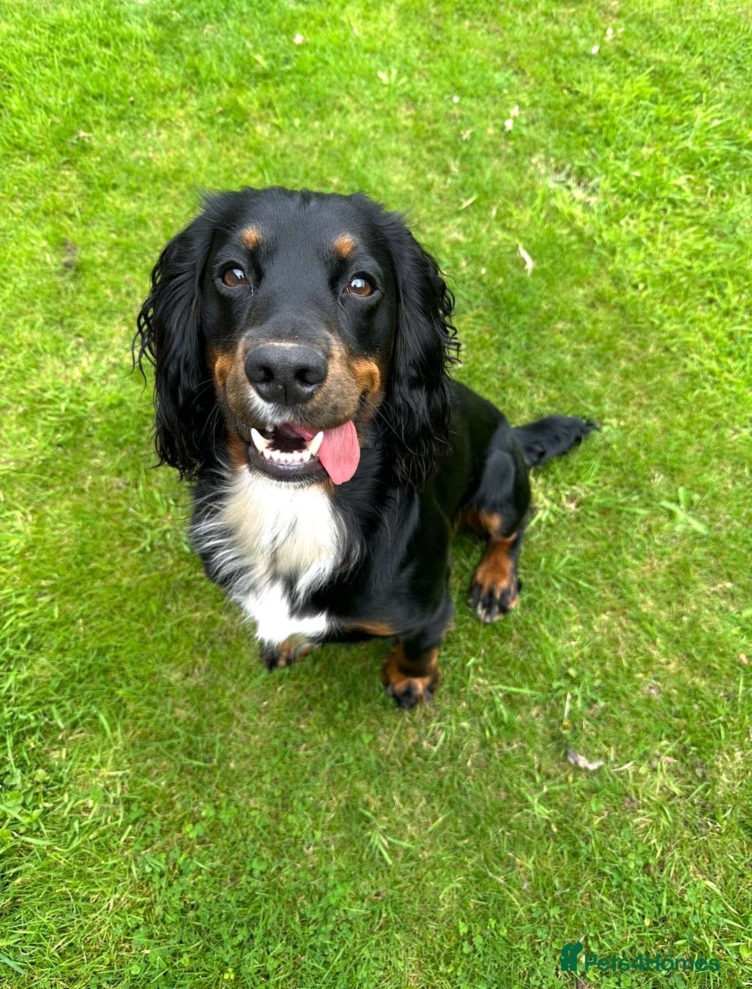 Cocker Spaniel dogs for sale: Cocker spaniels pups looking for a forever 🏡  - Image 2
