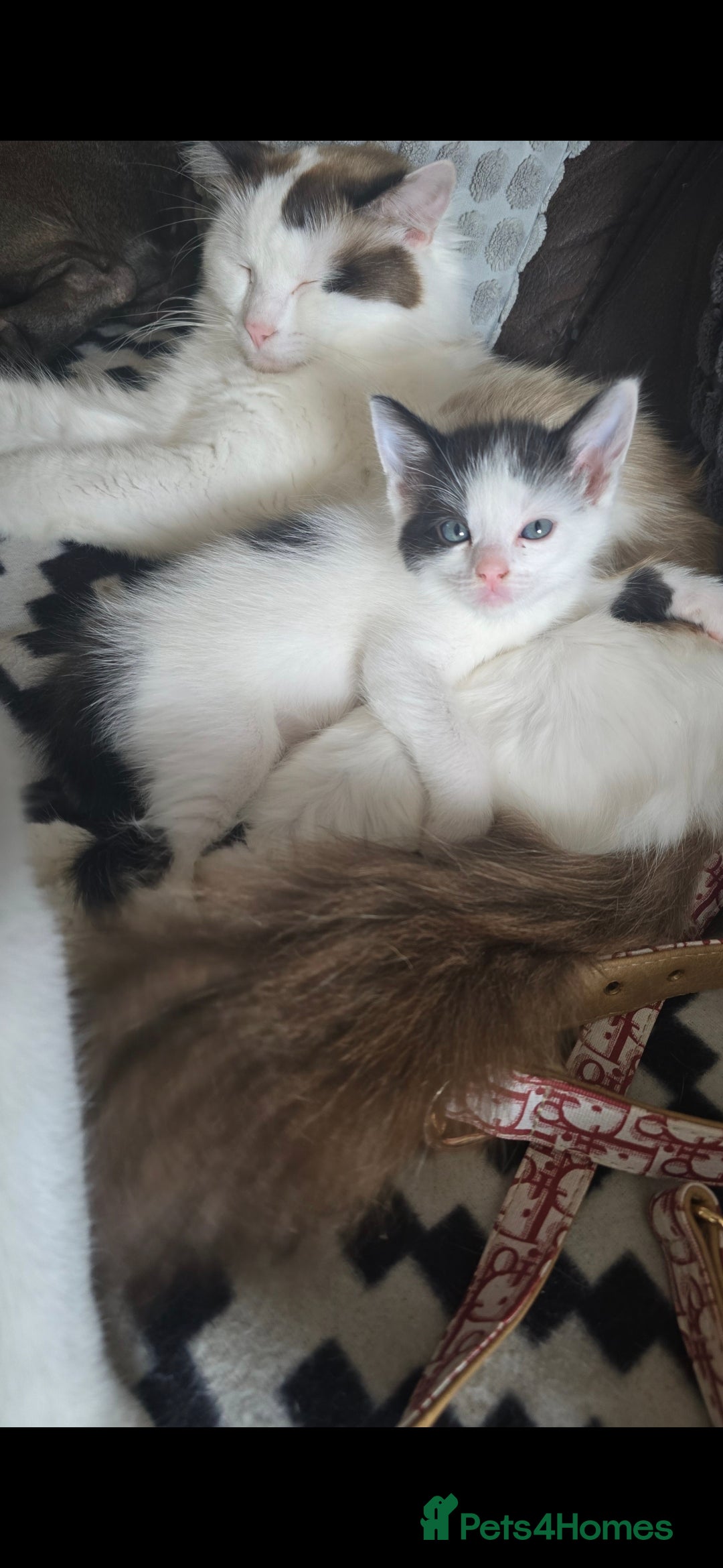 Mixed Breed cats for sale: Domestic short hair x Ragdoll - Image 18