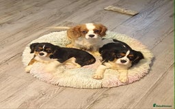Cavalier King Charles Spaniel dogs for sale: Beautiful quality kc registered cavalier puppies  - Image 32