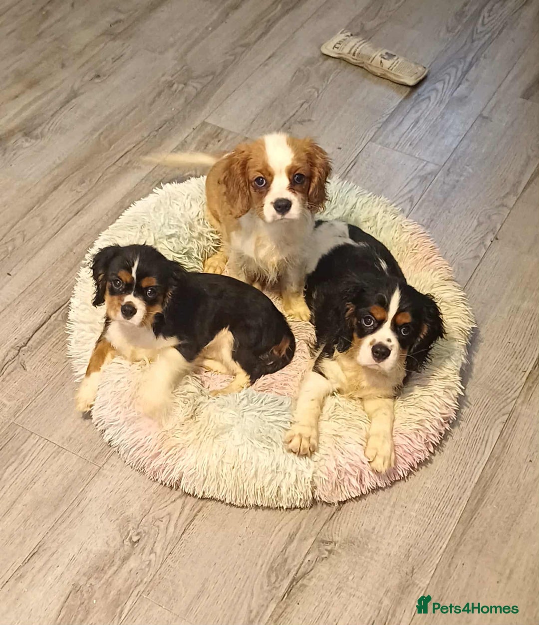 Cavalier King Charles Spaniel dogs for sale: Beautiful quality kc registered cavalier puppies  - Image 32