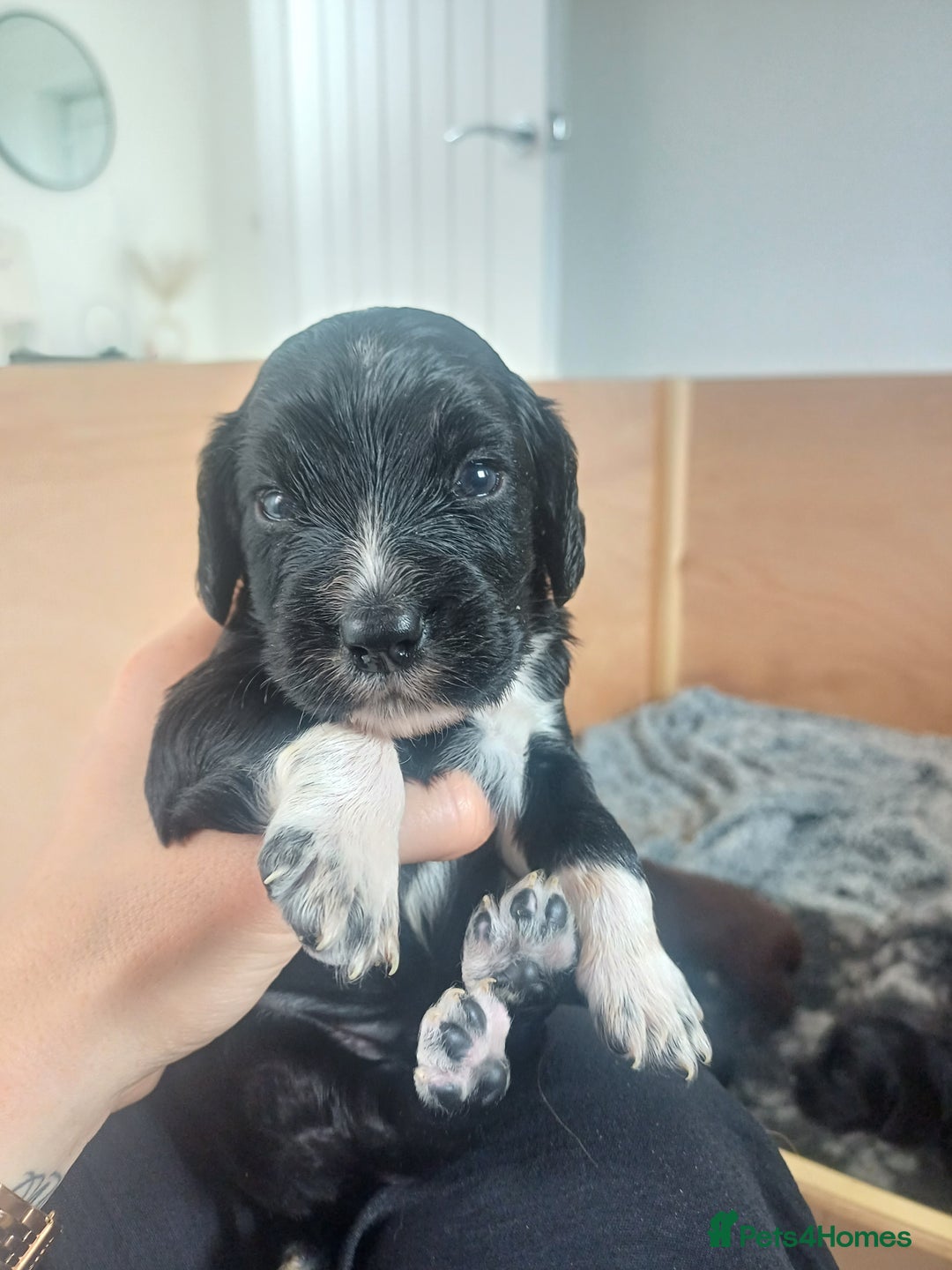 Cocker Spaniel dogs for sale: Working cocker spaniels 4 weeks old - Image 16