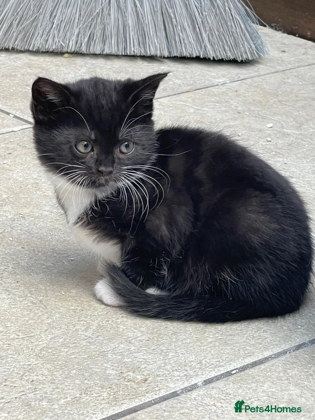 Mixed Breed cats for sale: Adorable kittens  - Advert 5