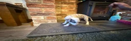 Whippet dogs for sale: KC Registered Whippet Puppies – Home Reared, - Advert 30