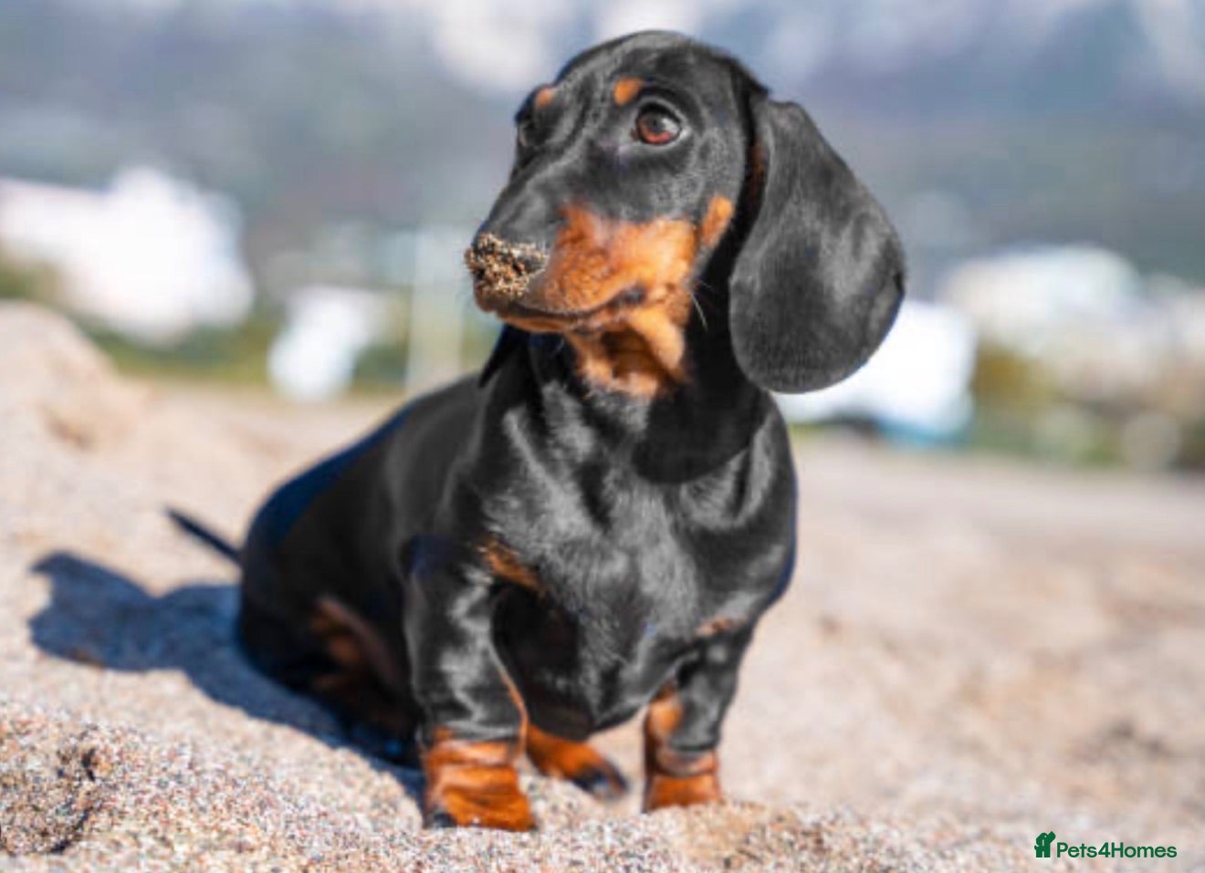 Miniature Dachshund dogs Miniature Dachshu - Advert 1