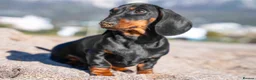 Miniature Dachshund dogs for sale: Miniature Dachshu - Advert 1