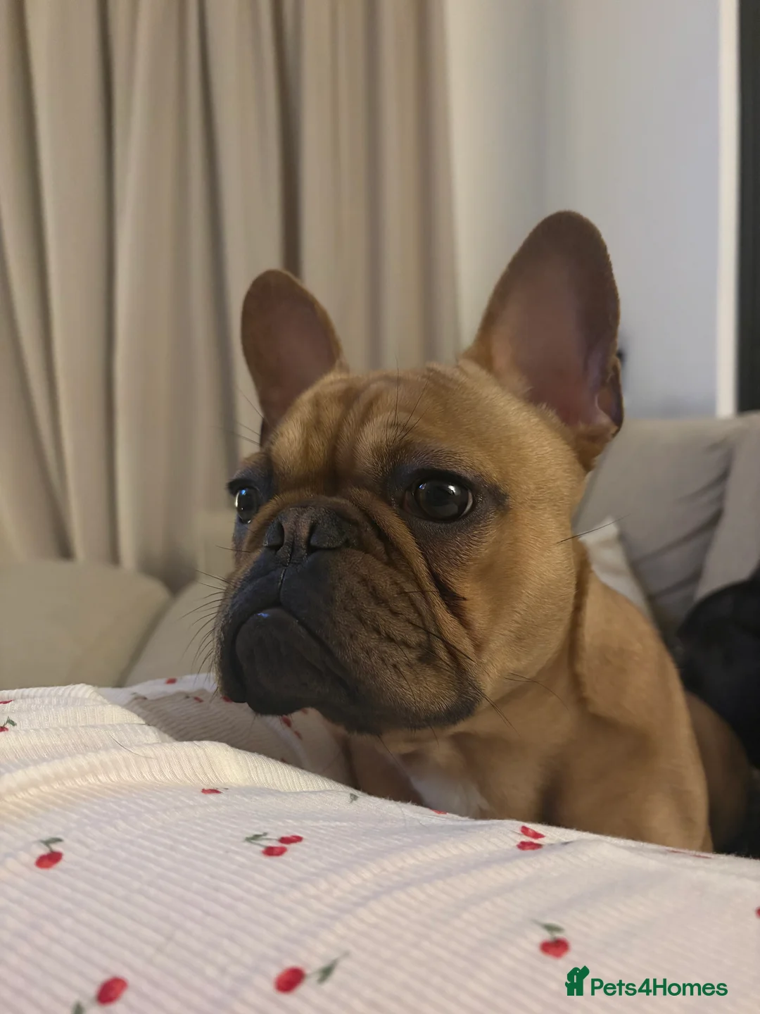 French Bulldog dogs for sale: Frank 11 month French bulldog - Advert 1