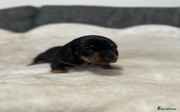 Miniature Dachshund dogs for sale: Miniature daschund puppies - Advert 4