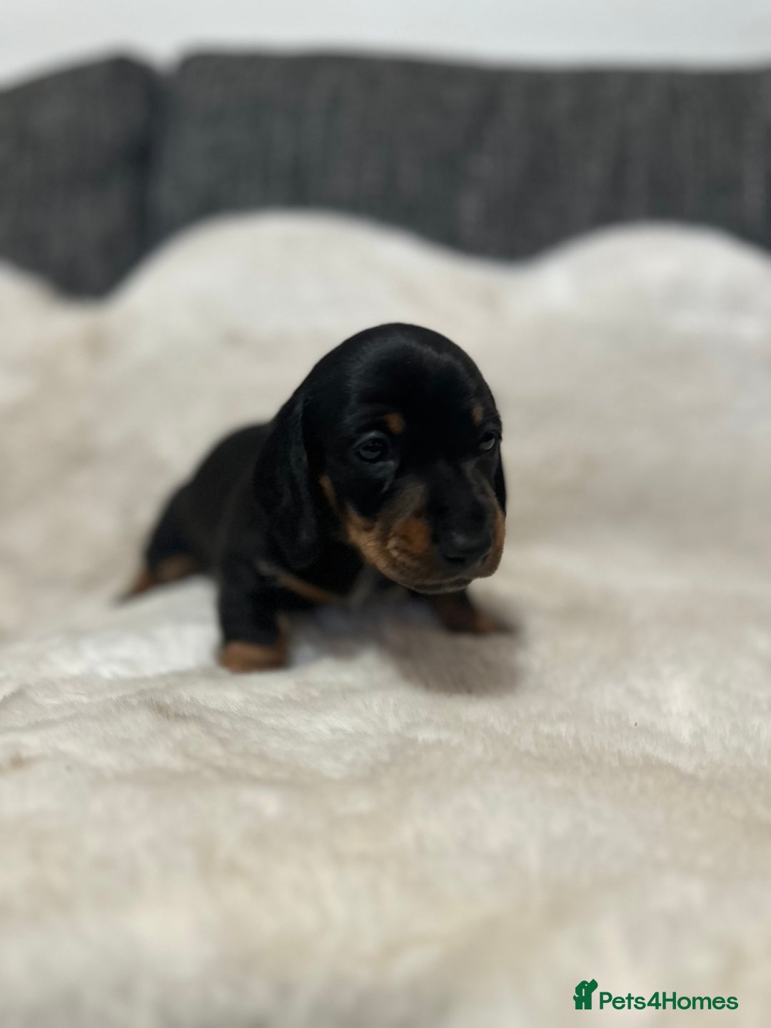 Miniature Dachshund dogs for sale: Miniature daschund puppies - Advert 4