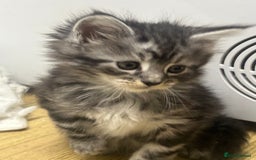 Mixed Breed cats for sale: Tabby cross Maine coon kittens   - Advert 3