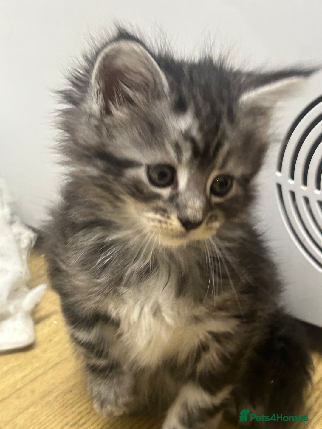 Mixed Breed cats for sale: Tabby cross Maine coon kittens   - Advert 3