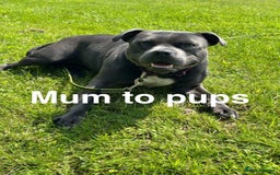 Staffordshire Bull Terrier dogs for sale: Valglo champion cross Bronson line blue/black pups - Image 11