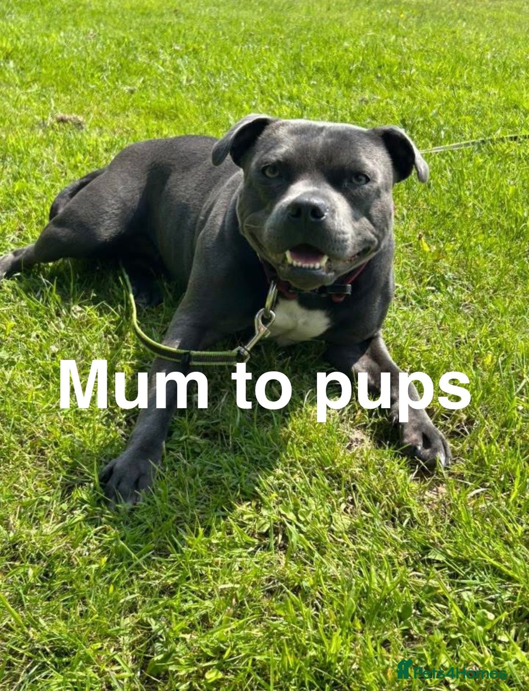 Staffordshire Bull Terrier dogs for sale: Valglo champion cross Bronson line blue/black pups - Image 11