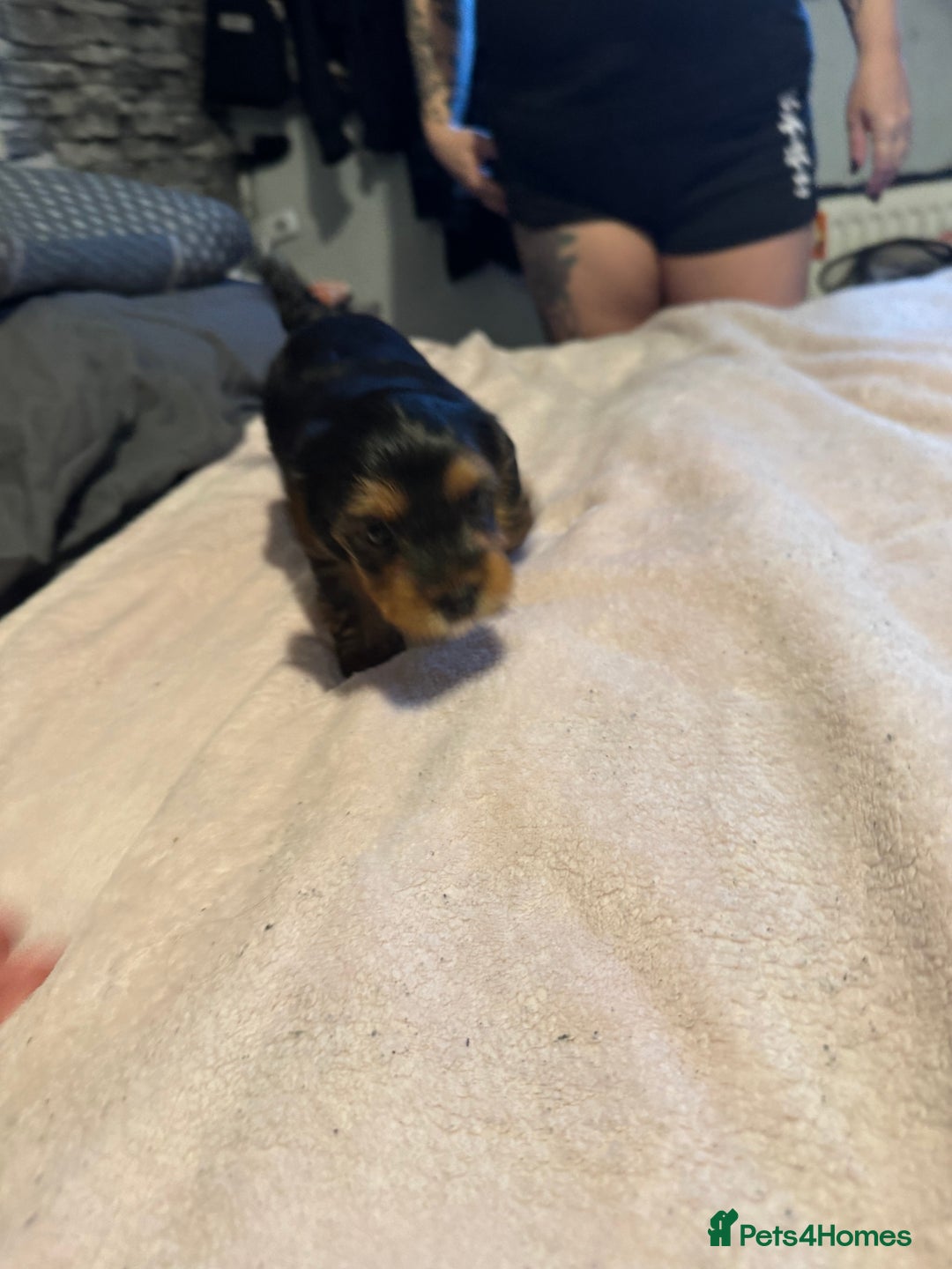 Yorkshire Terrier dogs for sale: Two gorgeous Yorkshire terrier puppies - Advert 7