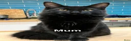 Mixed Breed cats for sale: Beautiful Solid Blue Kittens  - Advert 6
