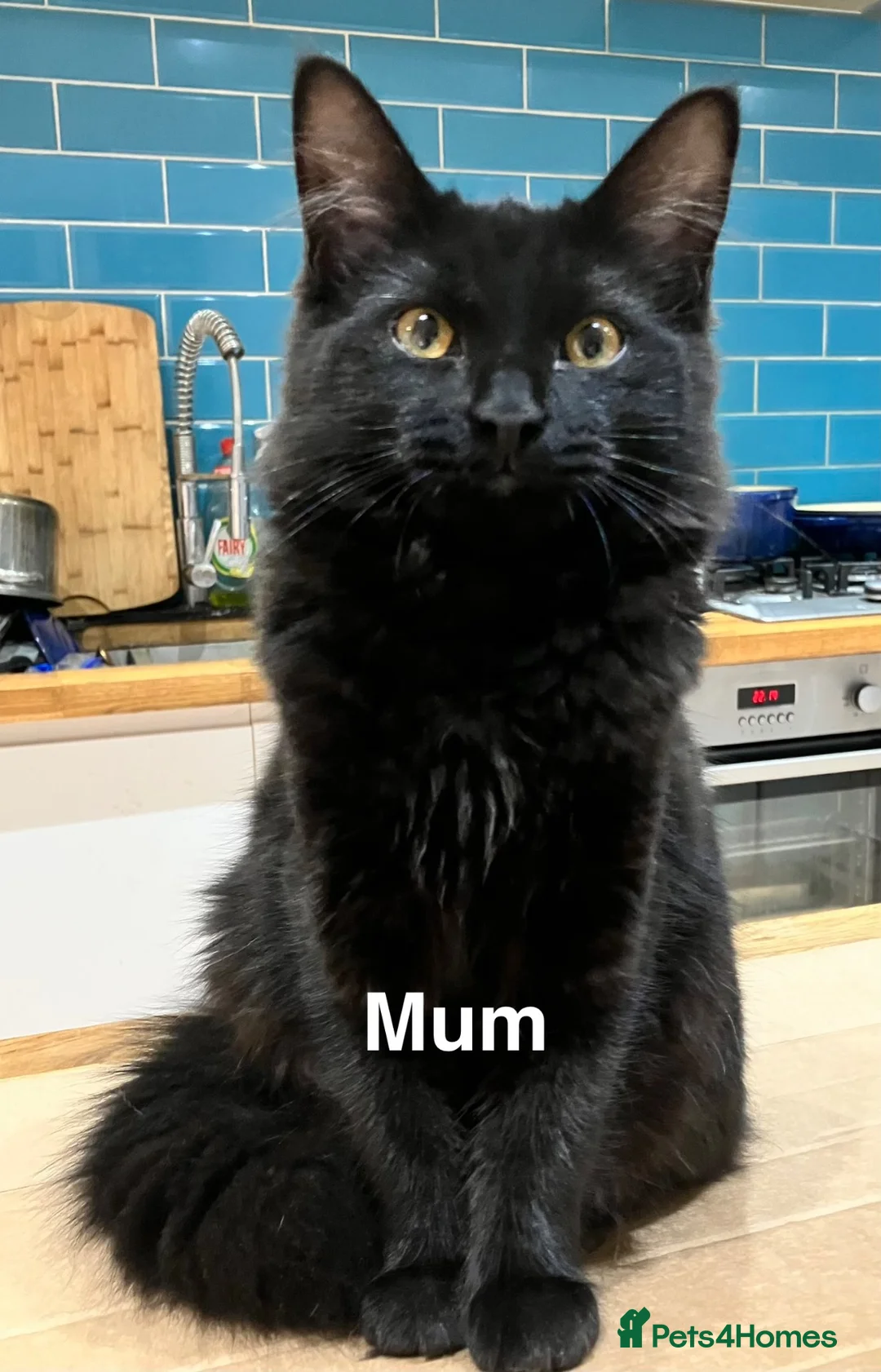 Mixed Breed cats for sale: Beautiful Solid Blue Kittens  - Advert 6