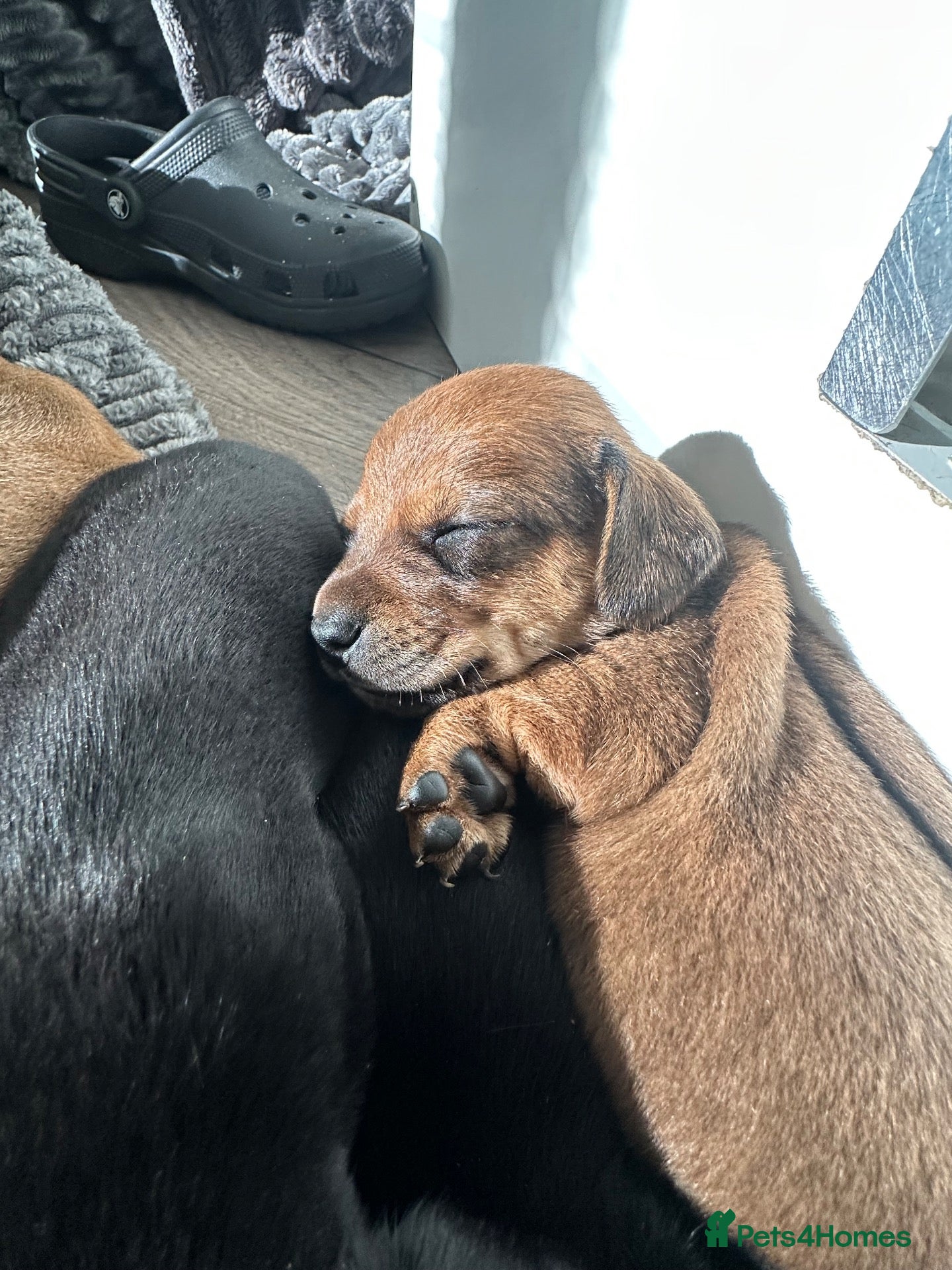 Mixed Breed dogs Stunning JR / Dachshund Pups - Advert 1