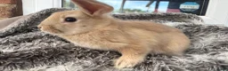 Mini Lop rabbits for sale: Beautiful Mini Lop Baby Rabbits🐇❤️ in Coalville - Advert 9