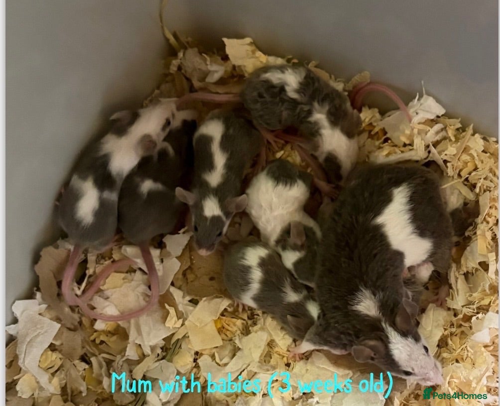 Mouse rodents BABY FANCY MICE FOR SALE - Advert 10