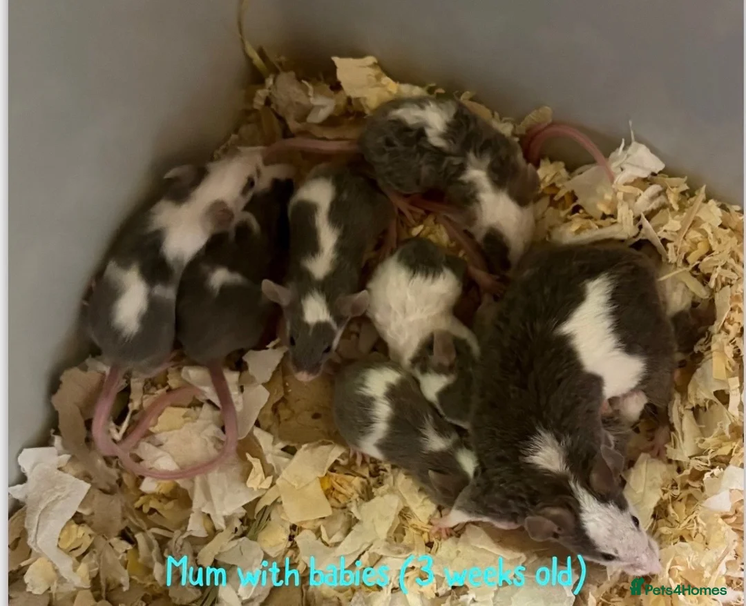 Mouse rodents for sale: BABY FANCY MICE FOR SALE - Advert 6