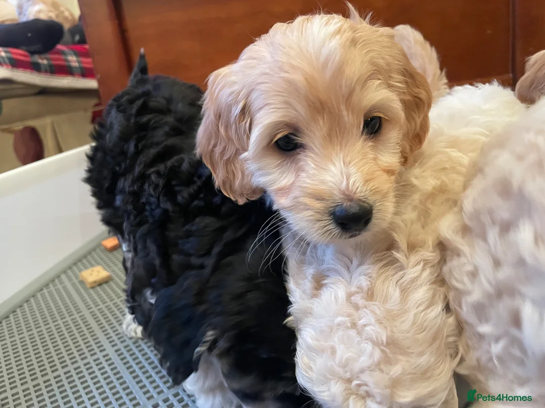 Cockapoo dogs for sale: 6 Cokapoo puppies in Glasgow - Advert 2