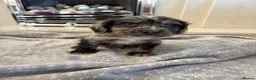 Cocker Spaniel dogs for sale: Cocker spaniel puppies 🖤🤎🤍 in Bedlington - Advert 5