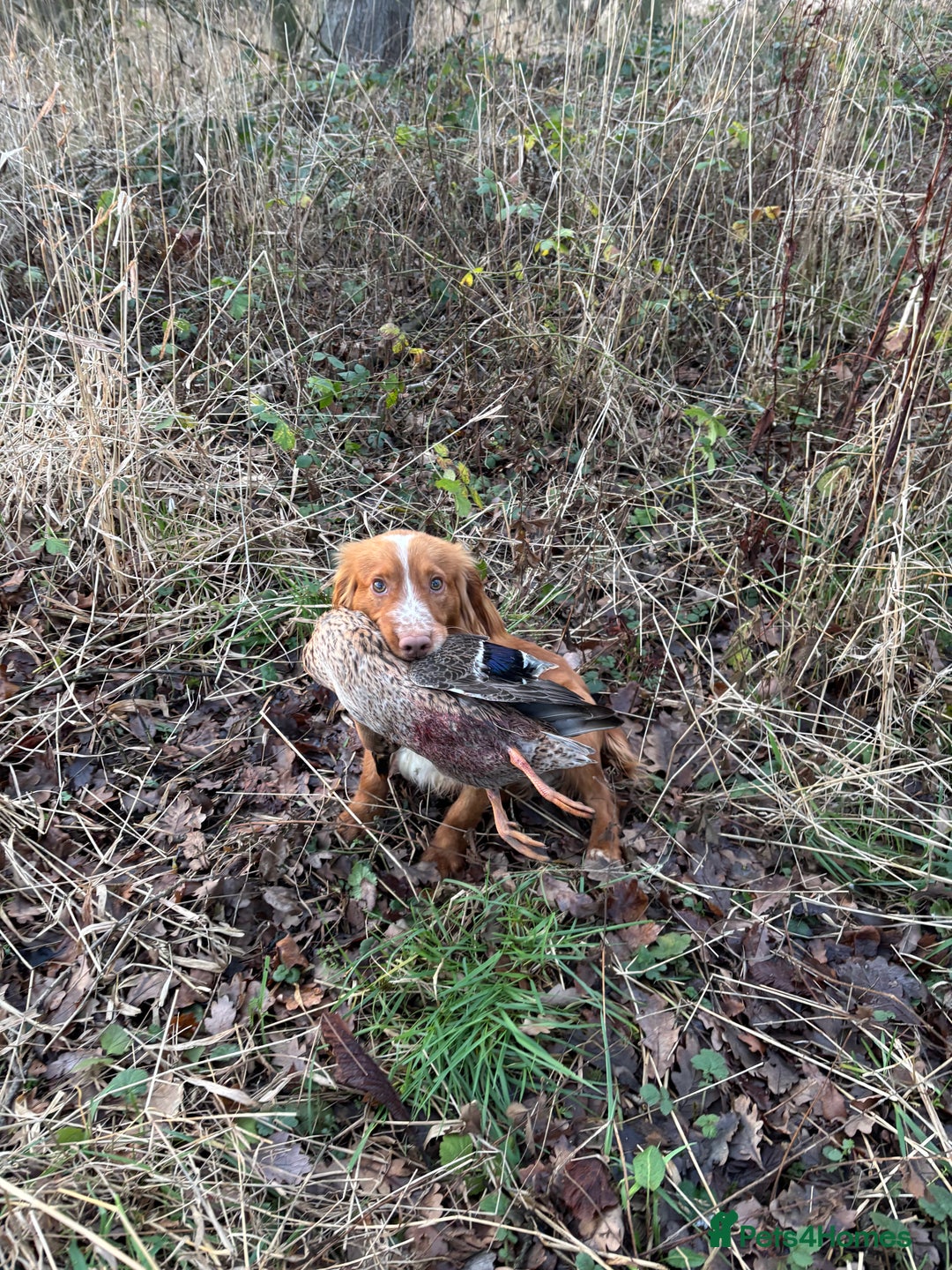 Cocker Spaniel dogs for sale: Kc reg cocker spaniel  - Advert 4