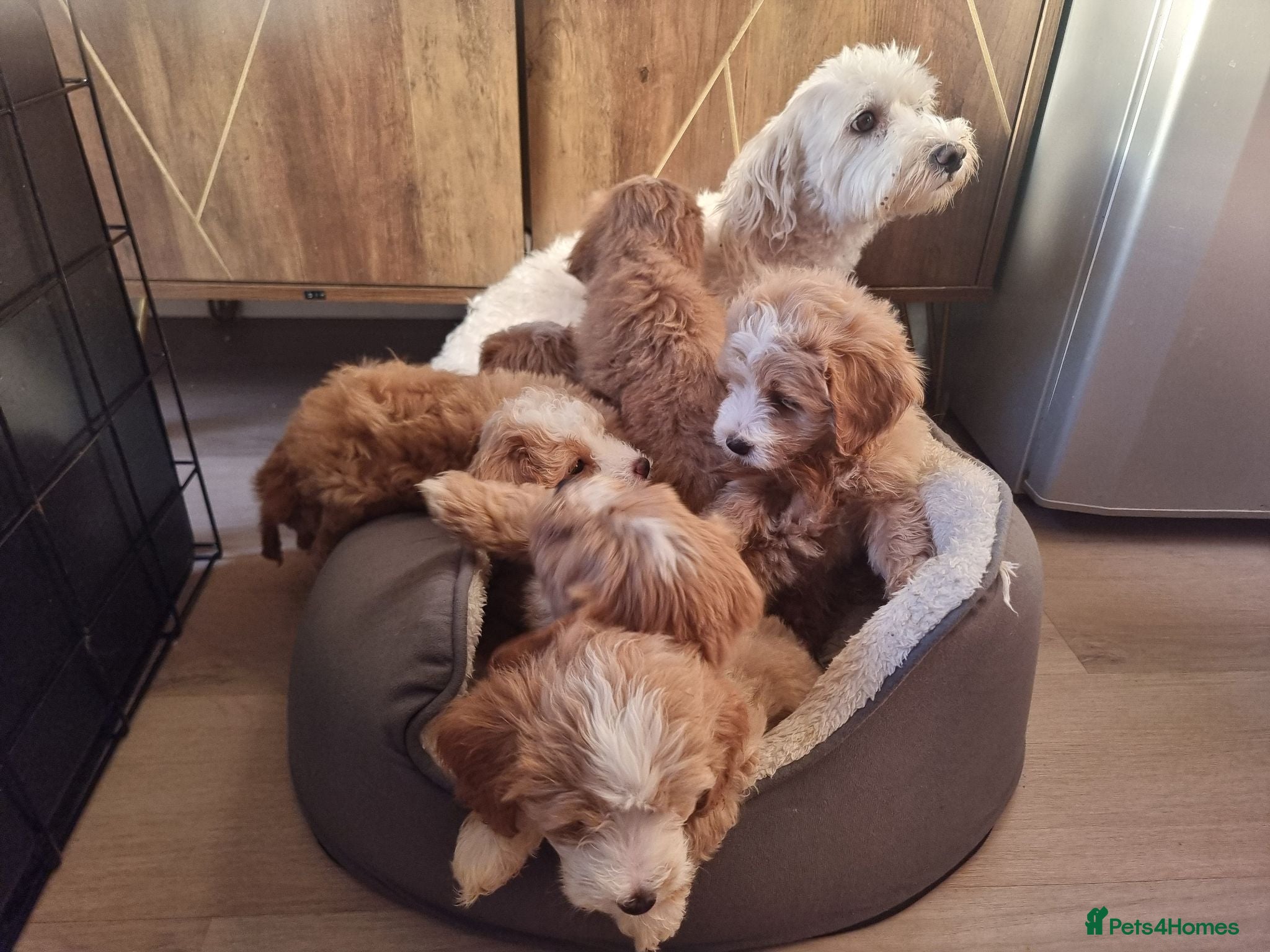 Maltipoo dogs Beautiful Maltipoochons puppies ready to leave - Advert 2