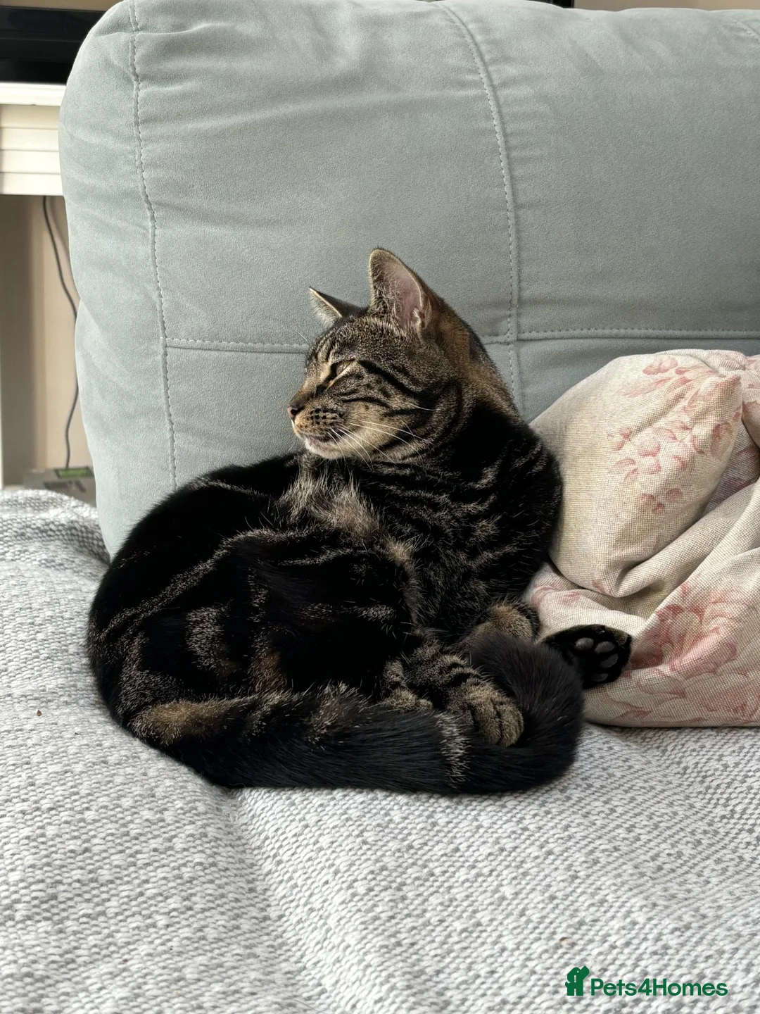 Domestic Shorthair cats for sale: Temporary foster home needed for my two cats in Birmingham - Advert 2