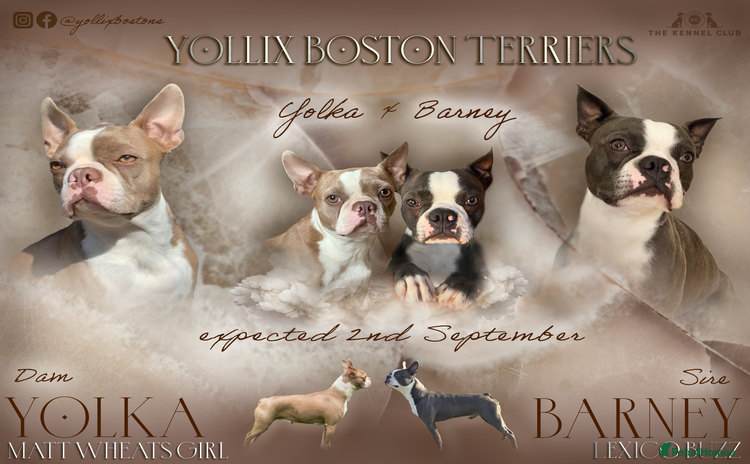 Boston Terrier dogs - Advert 1