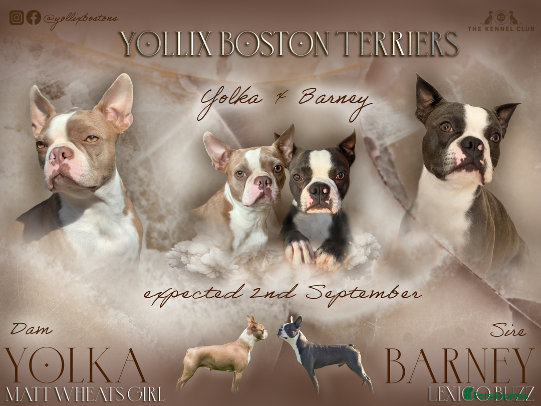 Boston Terrier dogs for sale: Stunning KC registered litter - Image 1