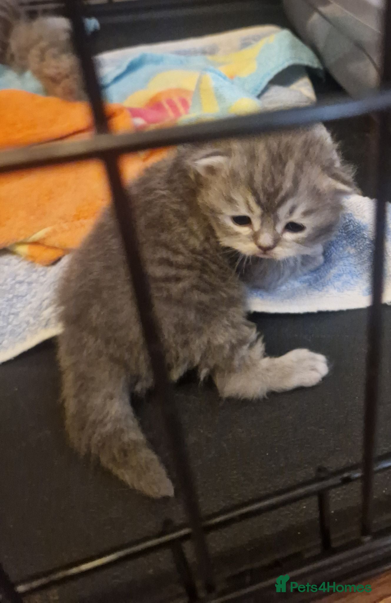 Mixed Breed cats Persian/chinchilla  - Advert 13