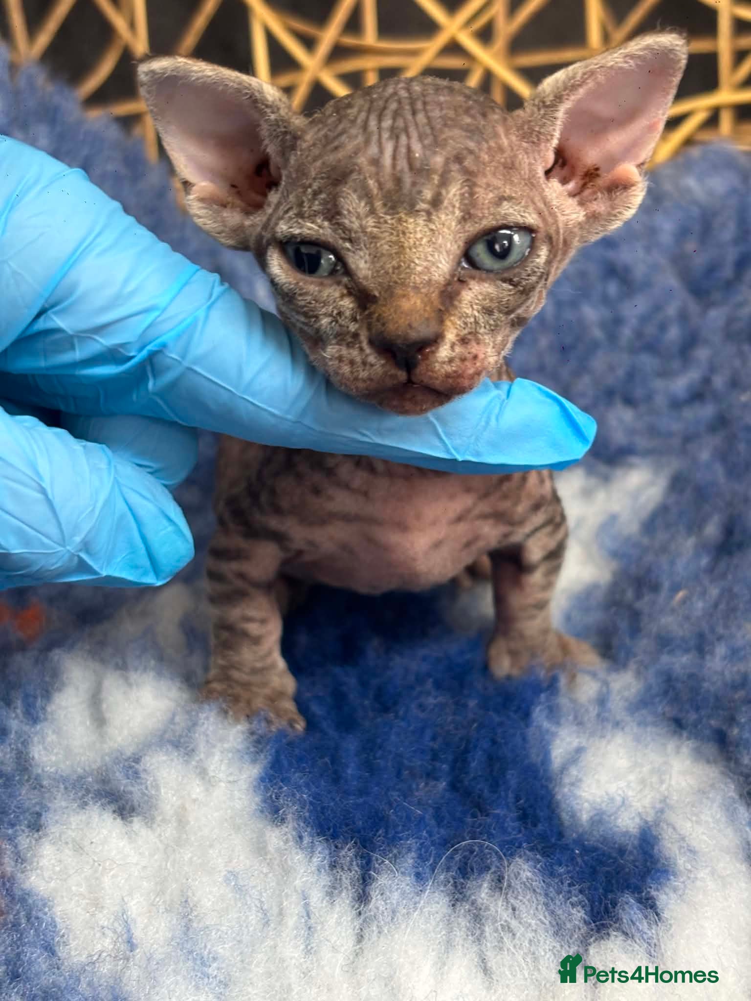 Sphynx cats BAMINO SPHYNX FEMALE KITTEN TICCA REGISTER ACTIVE - Advert 4