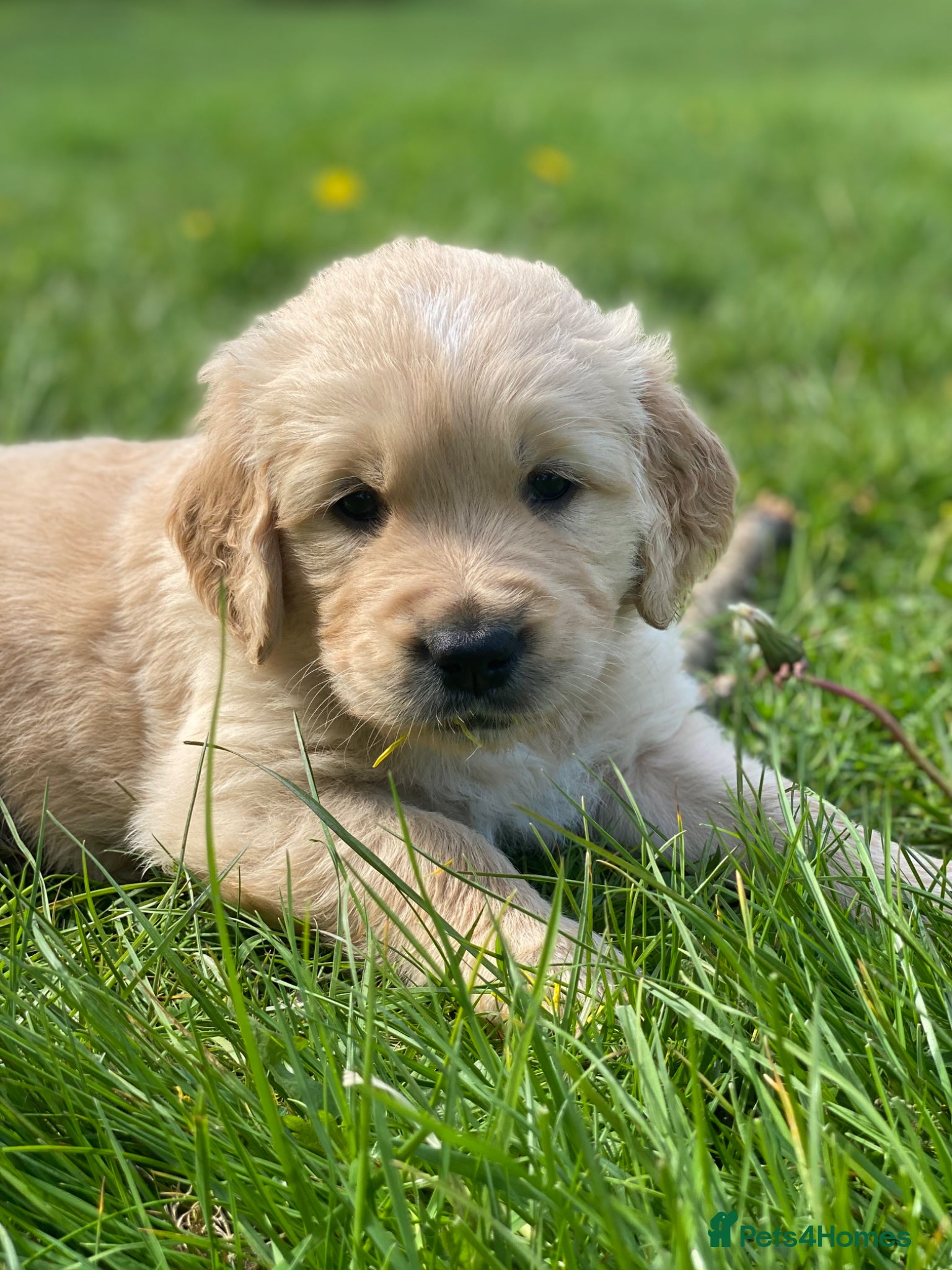 Golden Retriever dogs for sale: 🐾 Truly special KC Puppies - Advert 1