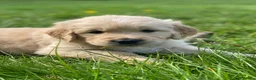Golden Retriever dogs for sale: 🐾 Truly special KC Puppies in Builth Wells - Advert 1