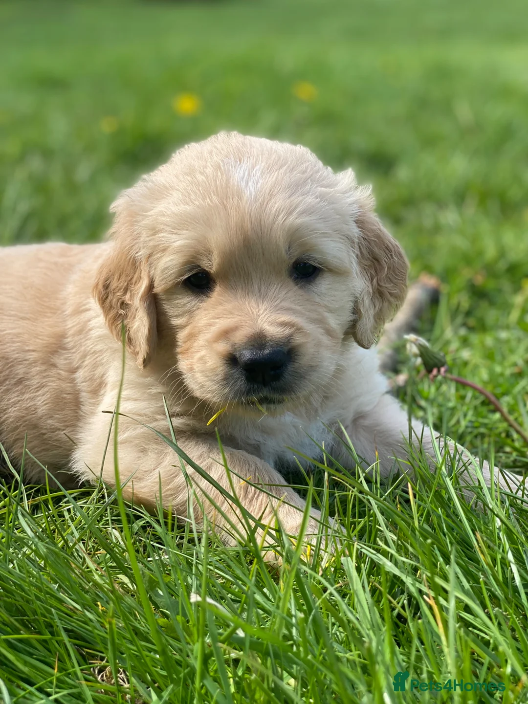 Golden Retriever dogs for sale: 🐾 Truly special KC Puppies in Builth Wells - Advert 1