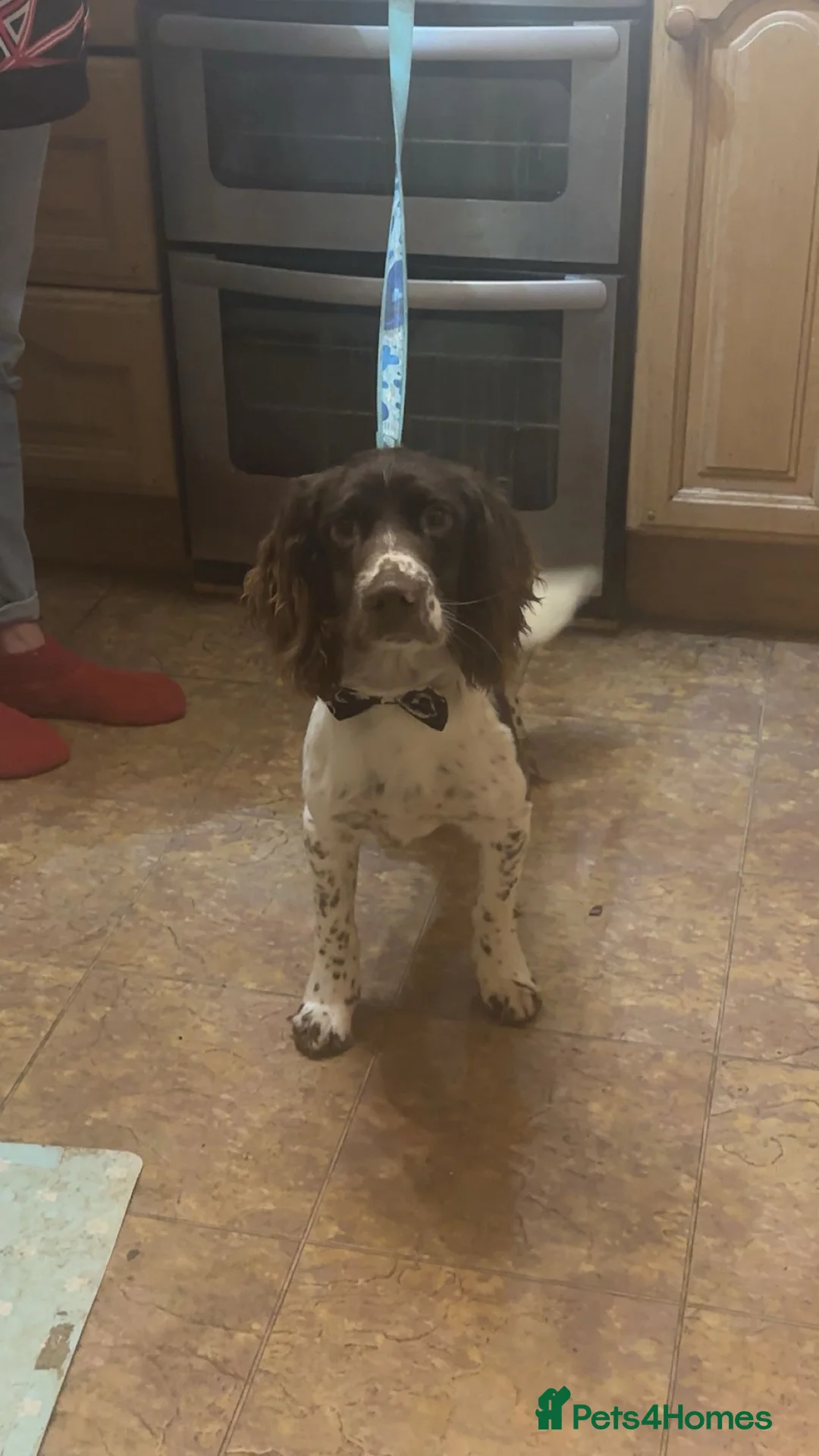English Springer Spaniel dogs for stud: English Springer Male for Stud - Advert 5