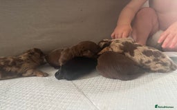 Miniature Dachshund dogs for sale: REDUCED Miniature dachshund Last Two available  in Hook - Image 12