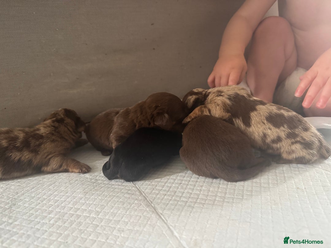 Miniature Dachshund dogs for sale: REDUCED Miniature dachshund Last Two available  in Hook - Image 12
