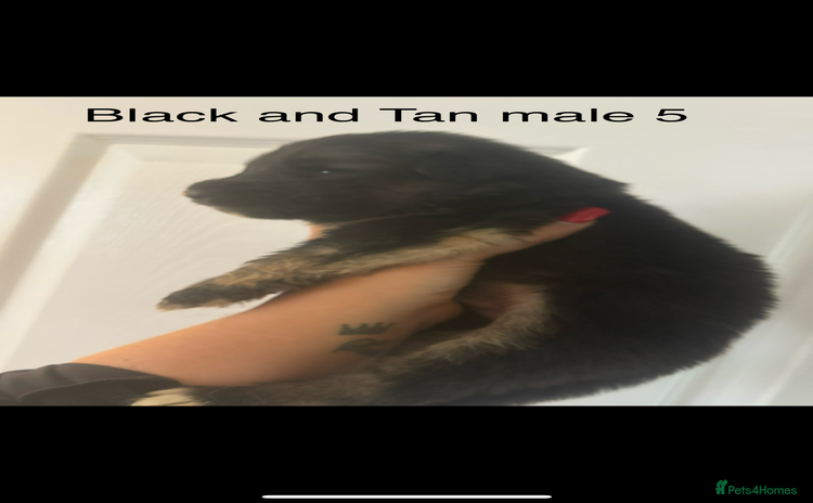 German Shepherd dogs - Advert 1