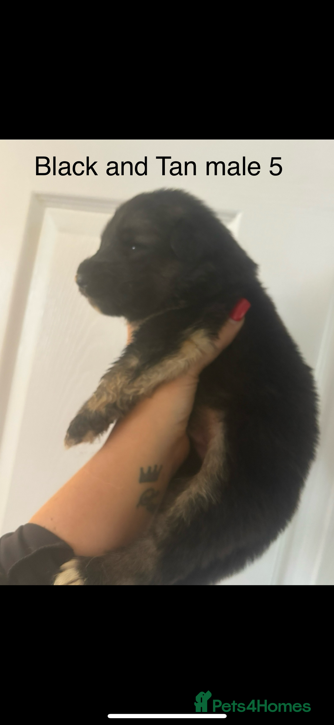 German Shepherd dogs for sale: CUTE 3/4 GERMAN SHEPHERD PUPPIES READY 27th AUGUST - Image 4
