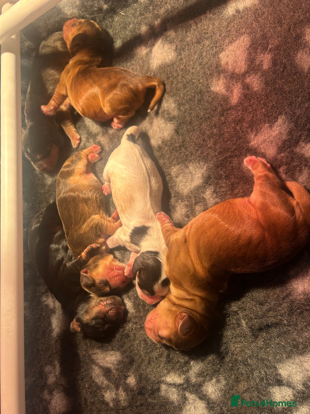 Cocker Spaniel dogs for sale: KC Reg Show Type Cocker Spaniel Puppies  - Image 5