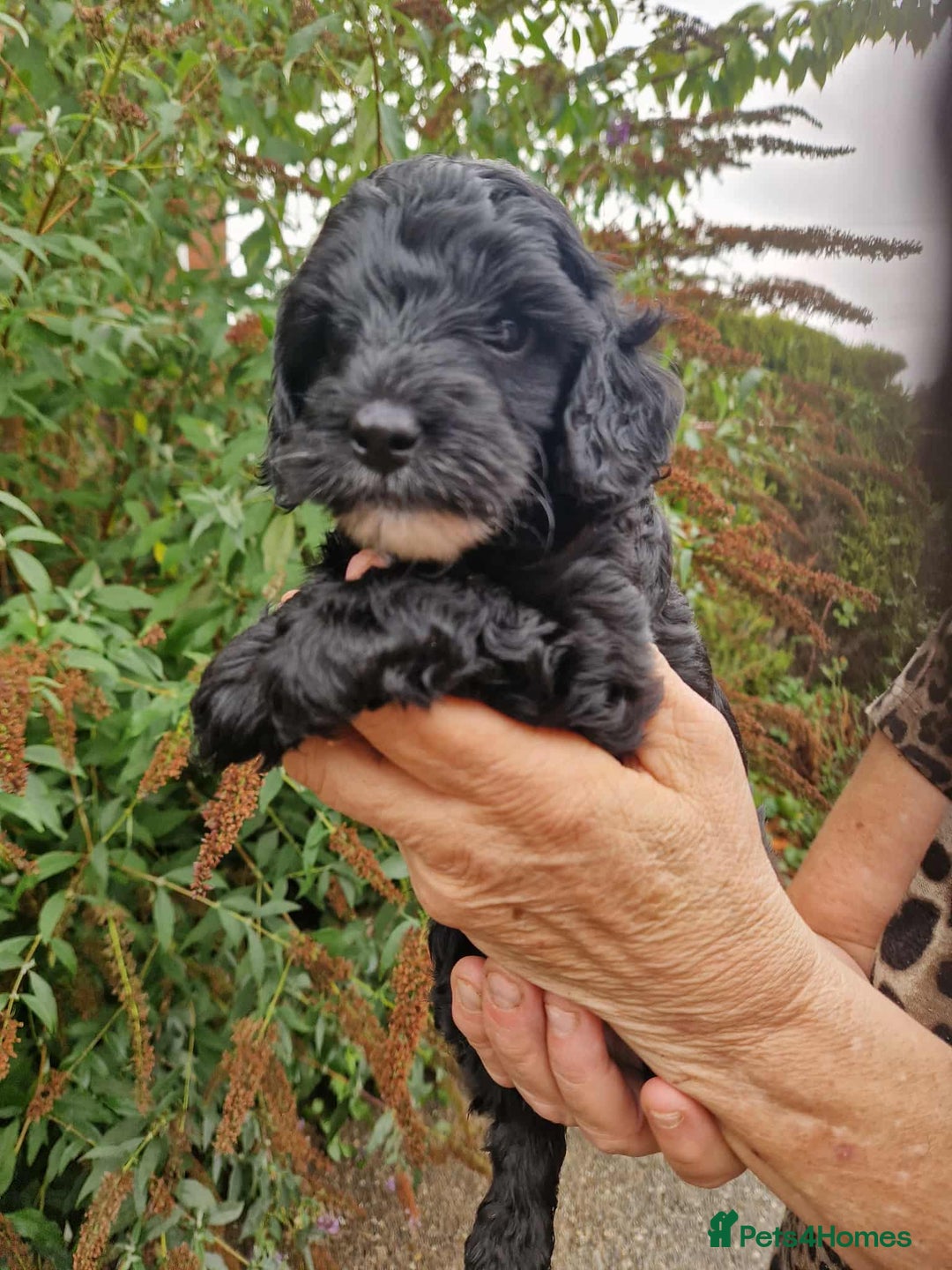 Cockapoo dogs for sale: 5 STAR FULLY DNA HEALTH TESTED F1B COCKAPOOS - Image 14