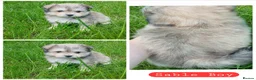 Maltipom dogs for sale: Maltipom Puppies  - Advert 3
