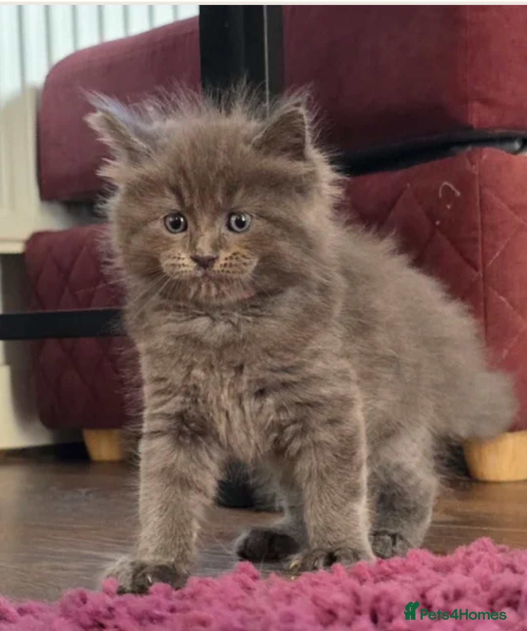 Maine Coon cats for sale: Stunning Maine Coon X  - Image 1